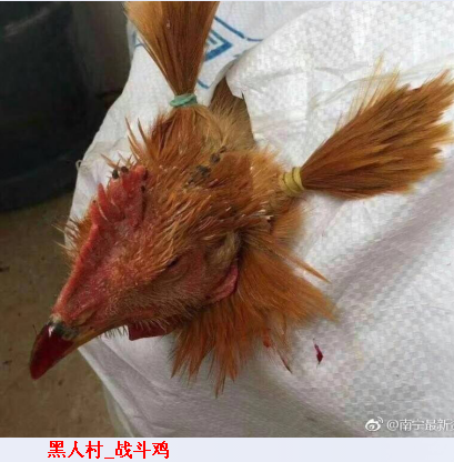 黑人村_战斗鸡.png