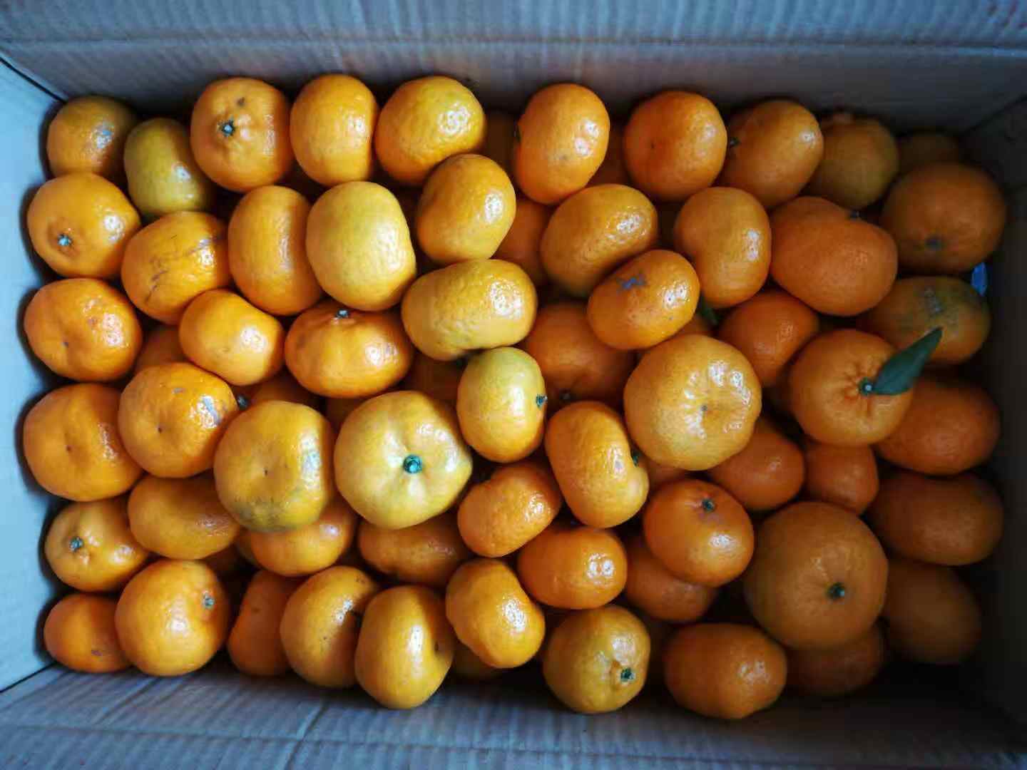 色泽新鲜，无烂果