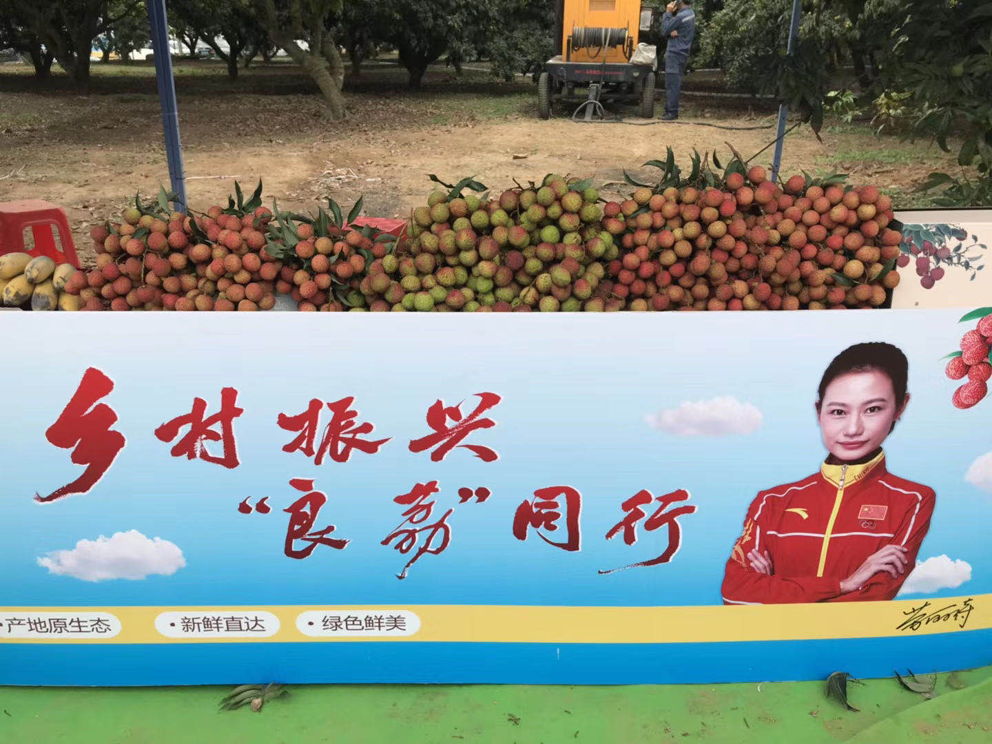 奥运跳水冠军劳丽诗为家乡荔枝代言